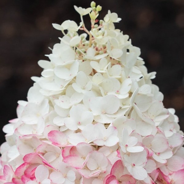 StrawberryBlossom 
